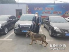 <b>路上偶遇自家“丢失”爱犬！原来是被妻子偷偷的卖掉了…</b>