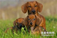 腊肠犬皮肤病怎么办 腊肠犬皮肤病预防治疗办法