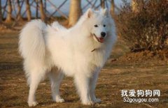 爱斯基摩犬怎么训练大小便?