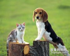 家里可以同时养狗狗和猫咪吗?