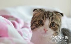 猫幽门阻塞有哪些症状 幽门阻塞症状介绍