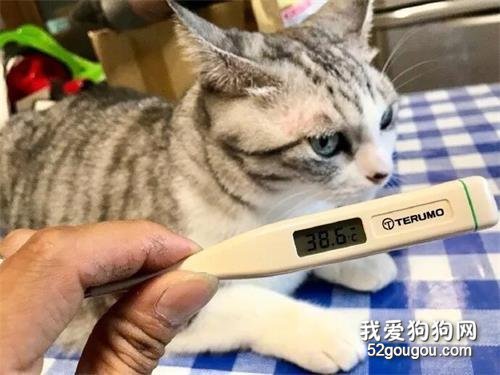 <b>养猫多年最后发现猫竟可以帮自己请假，原来还有这种操作...</b>