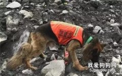 <b>英雄搜救犬“战神”：走出国门，13年救了34条生命！</b>