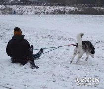 <b>网友带哈士奇去滑雪，没想到差点被送进了医院，好惨！</b>