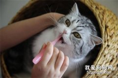 <b>猫咪的牙齿有点黄 注意口腔护理问题很关键</b>