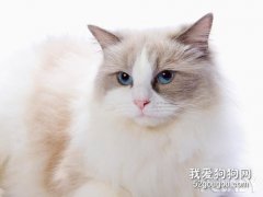 <b>猫咪必备应急药 这些药你都准备了吗？</b>