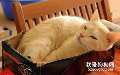 猫咪不大便有点发烧怎么办?