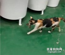 <b>小老鼠被猫捉到，本以为死路一条，结果…令人大跌眼镜！</b>