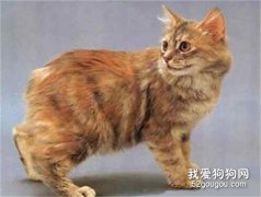 威尔斯猫副伤寒怎么治疗?