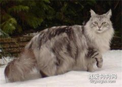 猫咪疥癣病预防和治疗方法