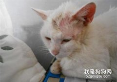 <b>猫咪秃毛癣怎么防治 秃毛癣诊断和防治方法</b>