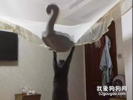 <b>猫咪发疯跳上了蚊帐，结果它的小伙伴...</b>