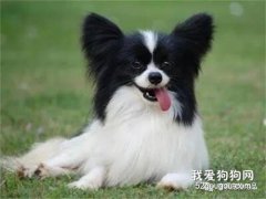 <b>狗狗肠炎的症状和治疗方法，狗狗肠胃炎几天会自愈</b>