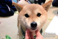 <b>什么是豆柴犬？豆柴和柴犬什么关系？</b>