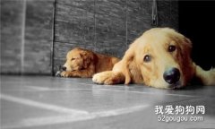 训练金毛犬从小开始,饲养金毛寻回幼犬注意事项