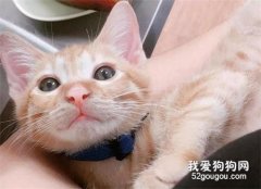 <b>带猫回家被嫌弃“太丑”，谁知半年后爸爸偷偷养了6只…</b>