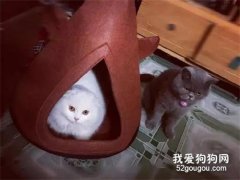 <b>家里俩猫，奴才只买了一个窝！没抢到猫窝的那只…笑尿了！</b>