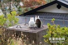 <b>网友拍下俩猫看风景的画面，肩并肩岁月静好，然而镜头一转...</b>