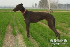 中国细犬注射疫苗不良反应解决方法