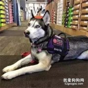 <b>服务犬二哈和家养二哈有什么区别吗？</b>