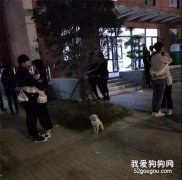 <b>狗子在寒风中瑟瑟发抖，路人们居然还做这种事，太惨了！</b>