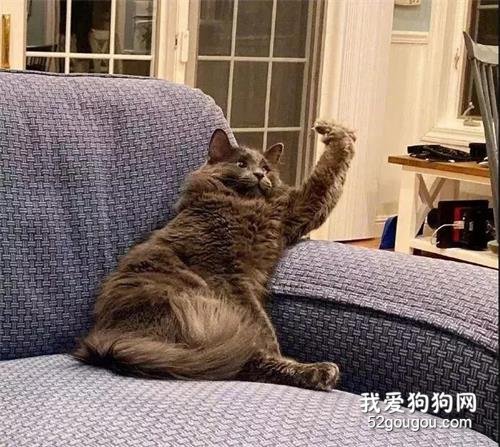 <b>猫咪无聊摆出这个动作，主人惊呆：这TM还是猫？</b>