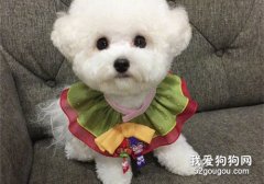 <b>如何挑选一只健康的比熊犬?</b>