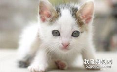 猫咪冻伤或体温过低的护理