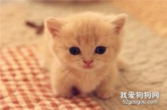 <b>猫咪呼吸急促是什么原因 多是高危型疾病引起的</b>