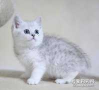 猫咪嘴边上长口疮 按照这两个方法试试吧