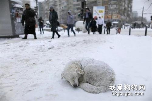 <b>冬天，如果有流浪狗趴在路上挡住了你，就给它让让路吧…</b>