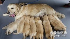 哺乳期母犬的护理方法