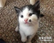 <b>流浪猫一家被收养，只因一只小猫非常引人注目，小猫：我有颗福痣</b>