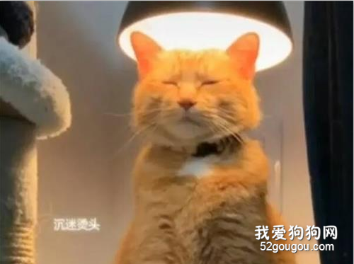 <b>沉迷于“烫头”的猫咪，猫皇：天气冷，怪我咯</b>