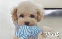 狗狗可以吃避孕药 你这是要害死狗狗