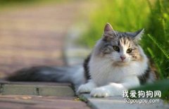 <b>猫咪呕吐是怎么回事 猫咪呕吐的原因有哪些</b>