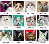 <b>猫品种大全 采用美国CFA标准</b>