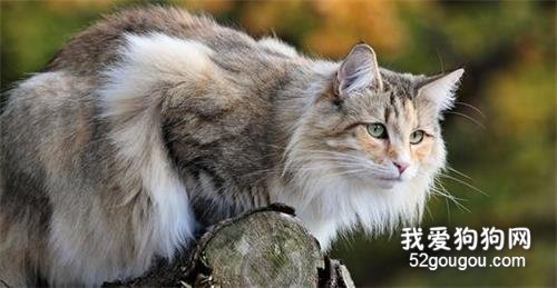 猫咪冬天有跳蚤吗? 冬季也需要定期驱虫吗?