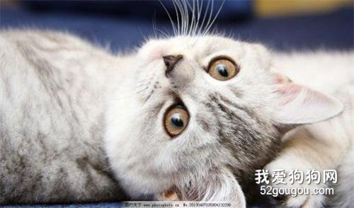 猫咪冬天毛为什么会蓬松 需要特别护理吗？