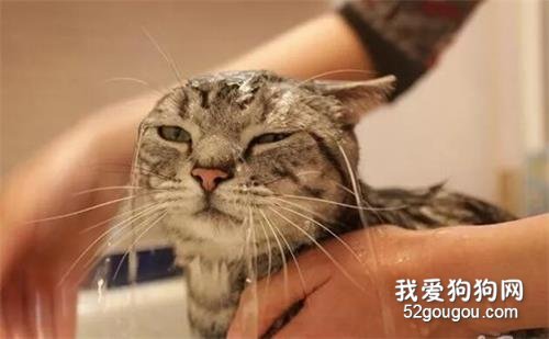 猫咪冬天能洗澡吗 冬天洗澡的正确步骤和方法