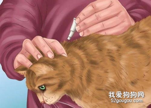 猫咪的体外驱虫药如何使用?