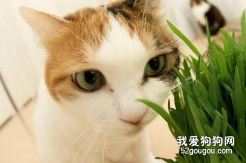 猫咪多大可以吃猫草?吃猫草有什么好处吗?