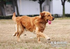 <b>狗狗出门不听话，主人叫不回来应该怎么办？</b>