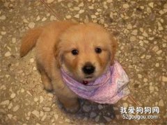 <b>素食主义网友领养幼犬，竟要求小狗一起吃素，几个月后出大问题！</b>