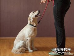 <b>宠物犬的静止停坐与坐姿训练</b>