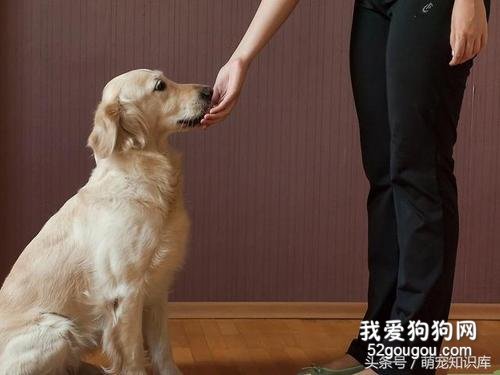 宠物犬的静止停坐与坐姿训练