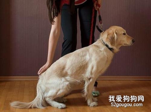 宠物犬的静止停坐与坐姿训练