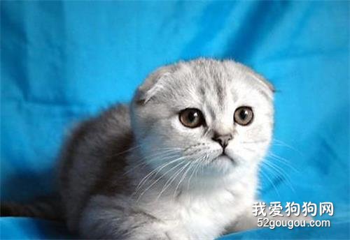 猫可以吃香蕉吗