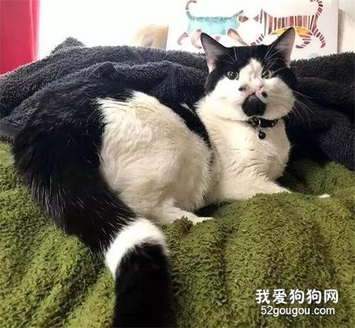 <b>长了两个鼻子的猫咪差点被安乐死，如今已成圈内红人</b>