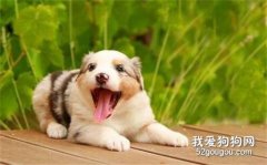 <b>狗狗总是尿床上怎么办？</b>